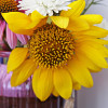 цветок подсолнуха